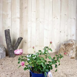 Rosa Voluptia Pink ® Cont 3 L Touffe