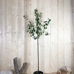 Prunus Domestica California Blue Cont 10 L 1/2 Tige 6/8