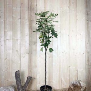 Ficus Carica Long Du Portugal Cont 10 L 1/2 Tige 6/8