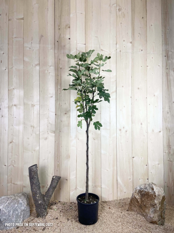 Ficus Carica Long Du Portugal Cont 10 L 1/2 Tige 6/8