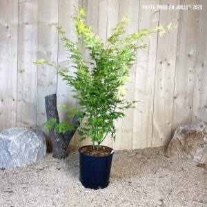 Acer Palmatum Orange Dream Cont 10 L 80/100