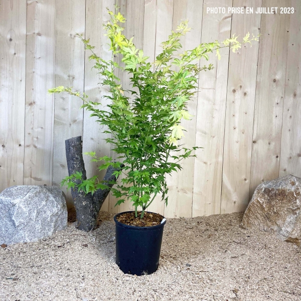 Acer Palmatum Orange Dream Cont 10 L 80/100