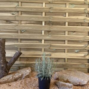Lavandula Angustifolia Dutch Lavender Cont 3 L Touffe