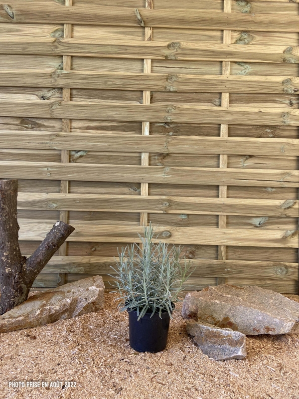 Lavandula Angustifolia Dutch Lavender Cont 3 L Touffe