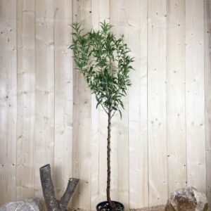 Prunus Amygdalus Texas Cont 10 L 1/2 Tige 6/8
