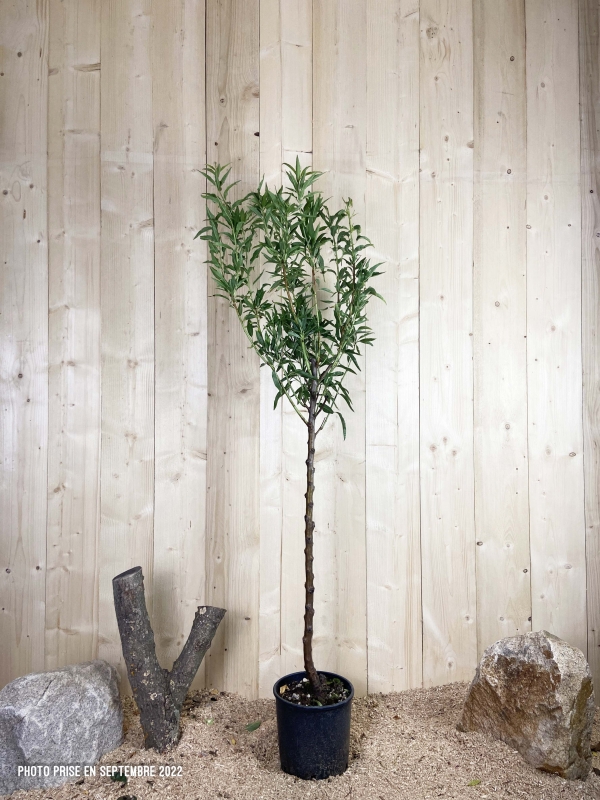 Prunus Amygdalus Texas Cont 10 L 1/2 Tige 6/8