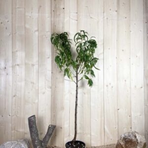 Prunus Nucipersica Fairlane Cont 10 L 1/2 Tige 6/8