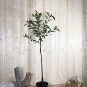 Diospyros Kaki Vaniglia Cont 10 L 1/2 Tige 6/8