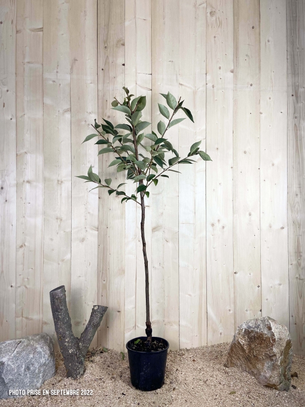 Diospyros Kaki Vaniglia Cont 10 L 1/2 Tige 6/8