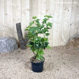 Ribes Nigrum Black Down Cont 3 L Touffe