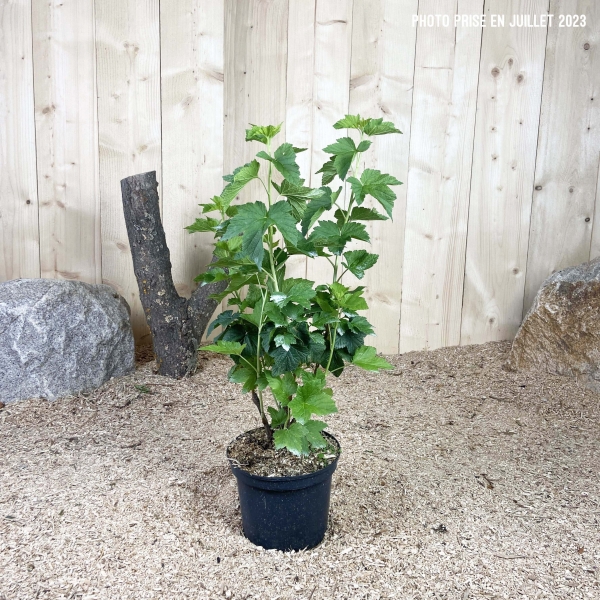 Ribes Nigrum Black Down Cont 3 L Touffe