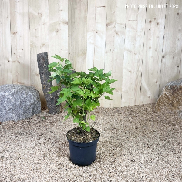 Ribes Nigrum Titania Cont 3 L Touffe