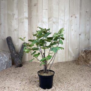 Ribes Rubrum Junifer Cont 3 L Touffe