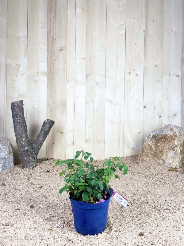 Rosa Voluptia Purple ® Cont 3 L Touffe