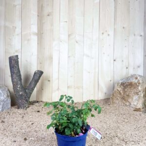 Rosa Voluptia Purple ® Cont 3 L Touffe / Avec PLV