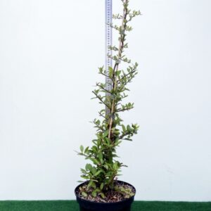 Pyracantha Red Column Cont 3 L 60/80