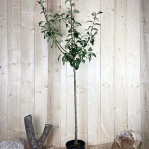 Malus Domestica Belchard Cont 10 L 1/2 Tige 6/8