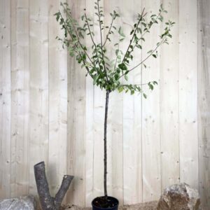 Prunus Domestica Mirabelle de Metz Cont 10 L 1/2 Tige 6/8
