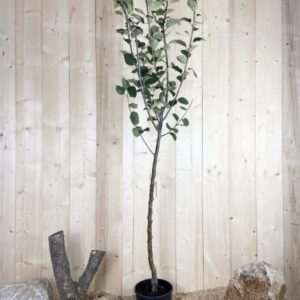 Malus Domestica Benedictin Cont 10 L 1/2 Tige 6/8