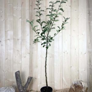 Malus Domestica Reinette Clochard Cont 10 L 1/2 Tige 6/8