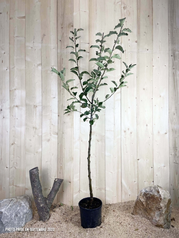Malus Domestica Reinette Clochard Cont 10 L 1/2 Tige 6/8