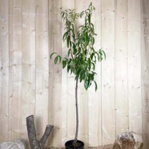 Prunus Amygdalus Duro Cont 10 L 1/2 Tige 6/8