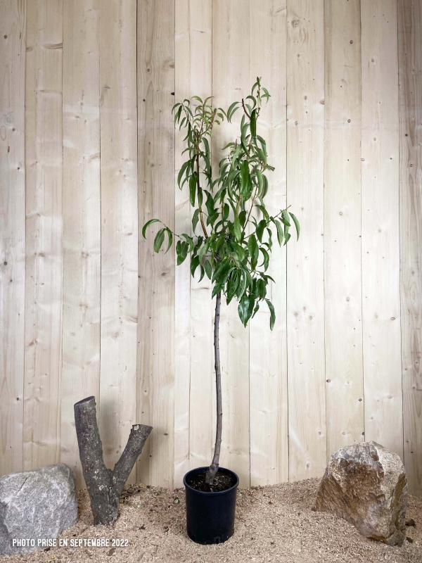 Prunus Amygdalus Duro Cont 10 L 1/2 Tige 6/8