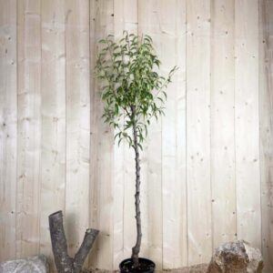Prunus Amygdalus Supernova Cont 10 L 1/2 Tige 6/8