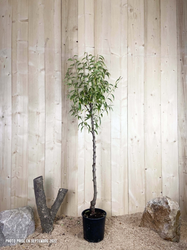 Prunus Amygdalus Supernova Cont 10 L 1/2 Tige 6/8