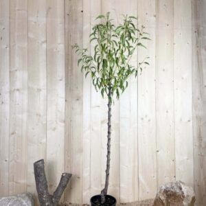 Prunus Amygdalus Tuono Cont 10 L 1/2 Tige 6/8
