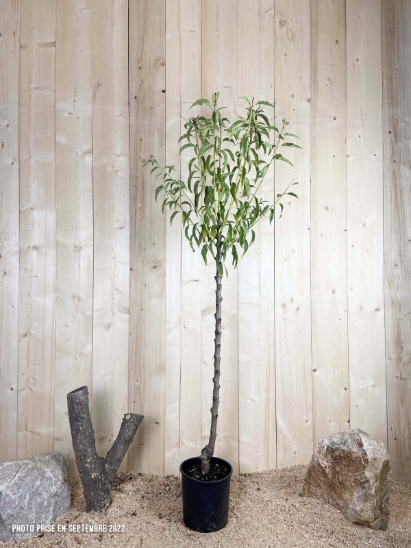 Prunus Amygdalus Tuono Cont 10 L 1/2 Tige 6/8