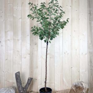 Prunus Armeniaca Royal Cont 10 L 1/2 Tige 6/8