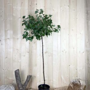 Prunus Armeniaca Tardif du Tain Cont 10 L 1/2 Tige 6/8