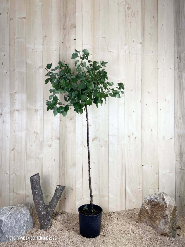 Prunus Armeniaca Tardif du Tain Cont 10 L 1/2 Tige 6/8