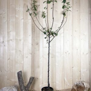Prunus Domestica d'Ente Cont 10 L 1/2 Tige 6/8