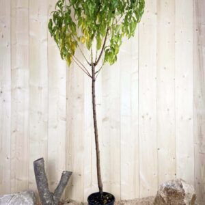 Prunus Nucipersica Big Top Cont 10 L 1/2 Tige 6/8