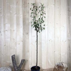 Pyrus Domestica Duc De Bordeaux Cont 10 L 1/2 Tige 6/8