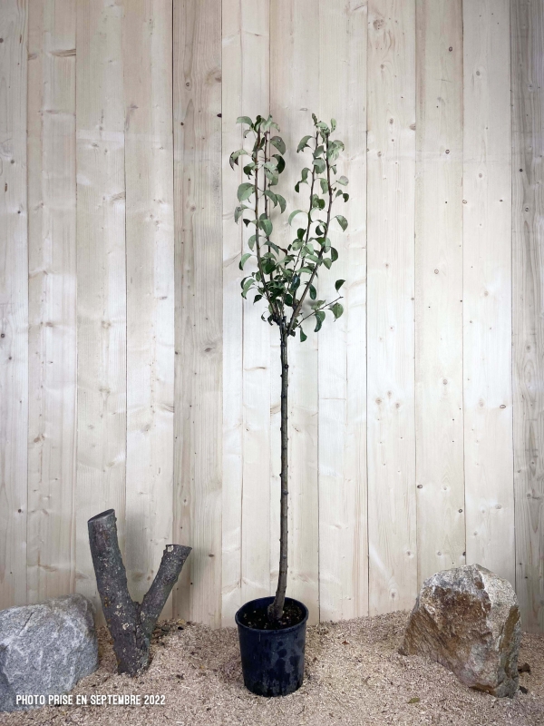 Pyrus Domestica Duc De Bordeaux Cont 10 L 1/2 Tige 6/8