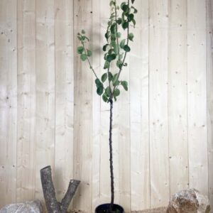 Prunus Domestica Mr Jaune Cont 10 L 1/2 Tige 6/8