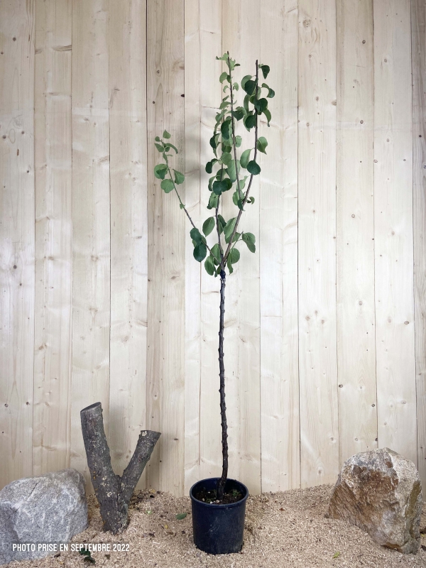 Prunus Domestica Mr Jaune Cont 10 L 1/2 Tige 6/8