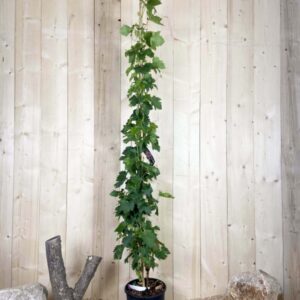 Vitis Vinifera Cardinal Cont 12 L 175/200