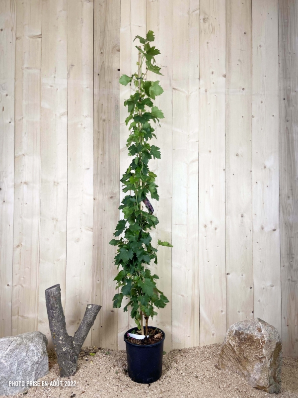 Vitis Vinifera Cardinal Cont 12 L 175/200