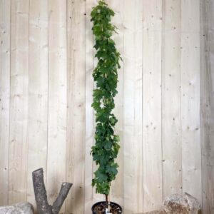 Vitis Vinifera Dattier De Beyrouth Cont 12 L 175/200