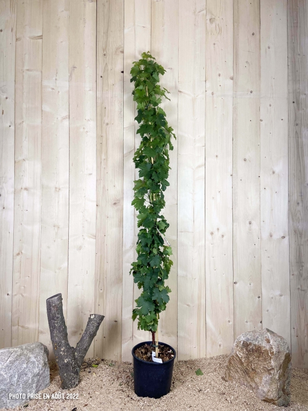Vitis Vinifera Dattier De Beyrouth Cont 12 L 175/200