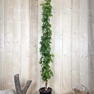 Vitis Vinifera Italia Cont 12 L 175/200
