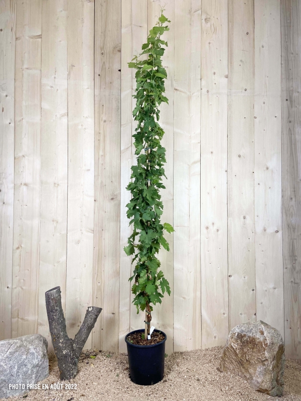 Vitis Vinifera Italia Cont 12 L 175/200