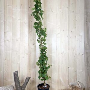 Vitis Vinifera Chasselas Rose Cont 12 L 175/200