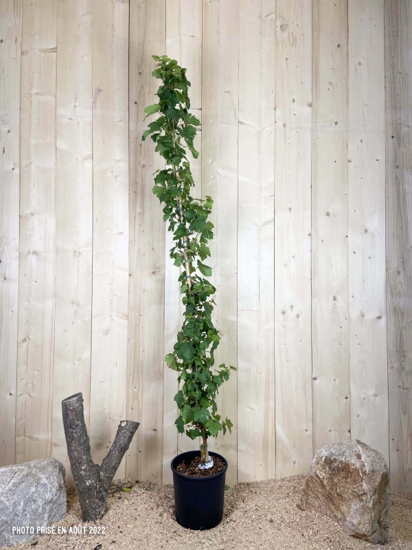 Vitis Vinifera Chasselas Rose Cont 12 L 175/200