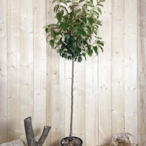 Diospyros Kaki Vaniglia Cont 15 L 1/2 Tige 6/8