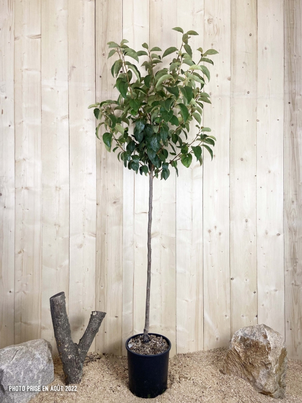 Diospyros Kaki Vaniglia Cont 15 L 1/2 Tige 6/8